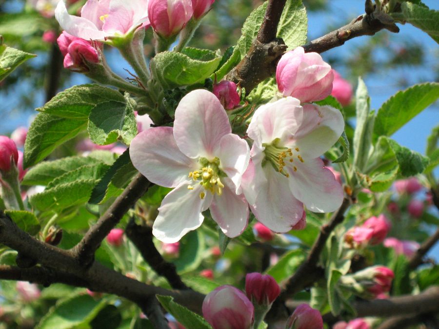 Malus sieversii — the wild apple native to the Tian Shan mountains near Almaty, primary ancestor of domestic apples