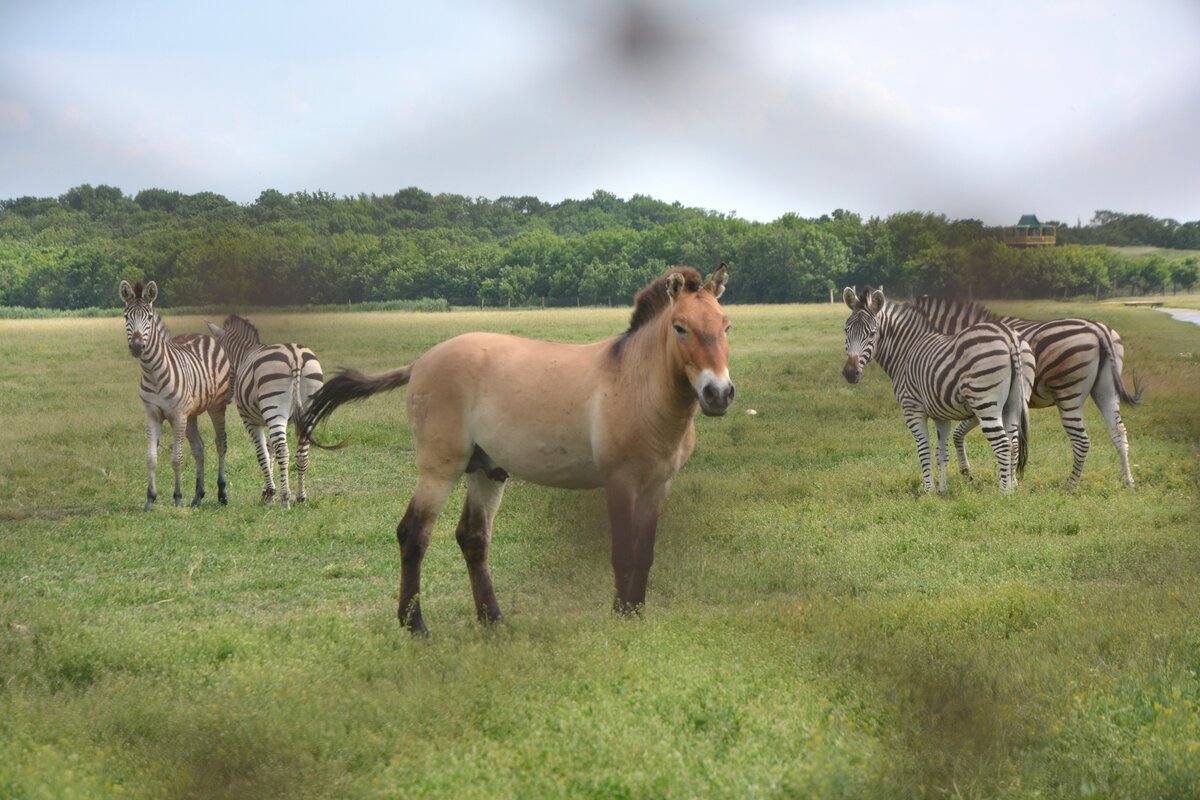 Przewalski's horses on the Askania-Nova steppe — the closest living relatives of the ancient domesticated horse